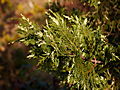 Cupressocyparis leylandii Variegata IMG_1722 Cyprysowiec Leylanda